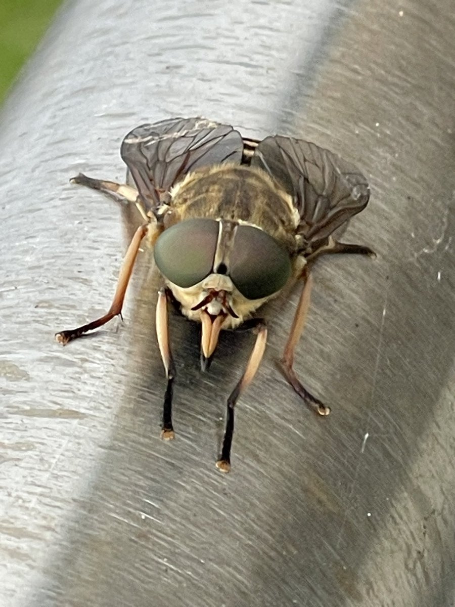 TheSpookyOne1's tweet photo. #Tabanus
#Horsefly
Just seen this in my garden!
20-25mm in length.
Looks horrific and stunning in equal measure. https://t.co/oV8UnVqtoI