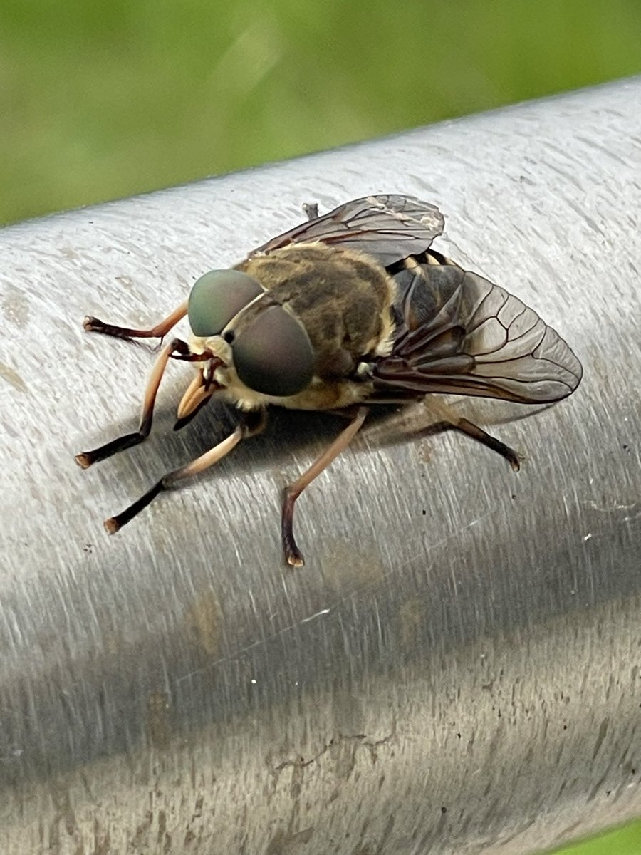 TheSpookyOne1's tweet photo. #Tabanus
#Horsefly
Just seen this in my garden!
20-25mm in length.
Looks horrific and stunning in equal measure. https://t.co/oV8UnVqtoI