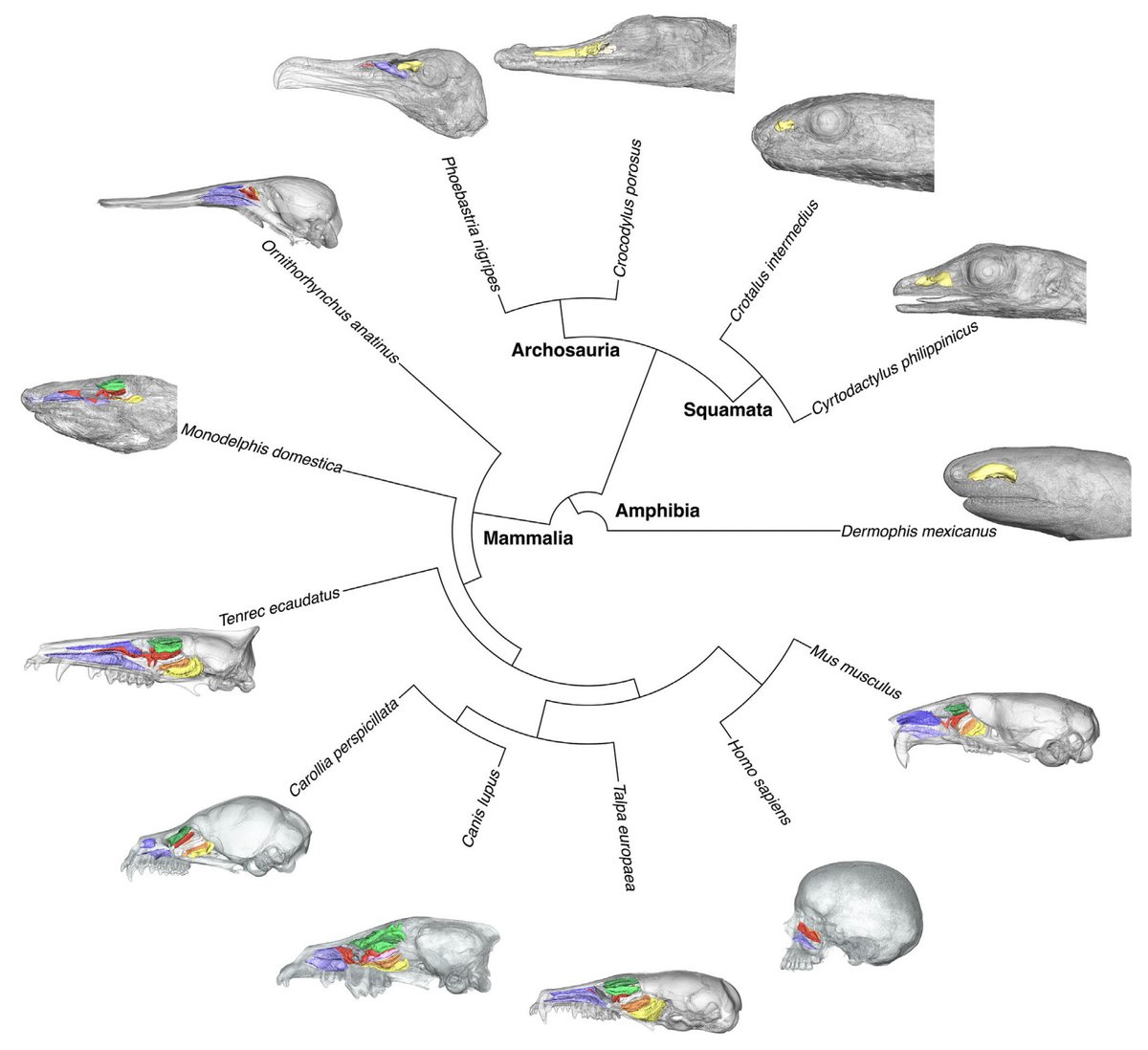 [New Paper] Interested in #olfaction, respiration, and nasal cavities? 👃🧠🐭🐒🐺🦇🐦‍⬛🐍🦎🐊🐸 Check out our review of turbinal bones across tetrapods, now published in Biological Reviews.
onlinelibrary.wiley.com/doi/full/10.11…