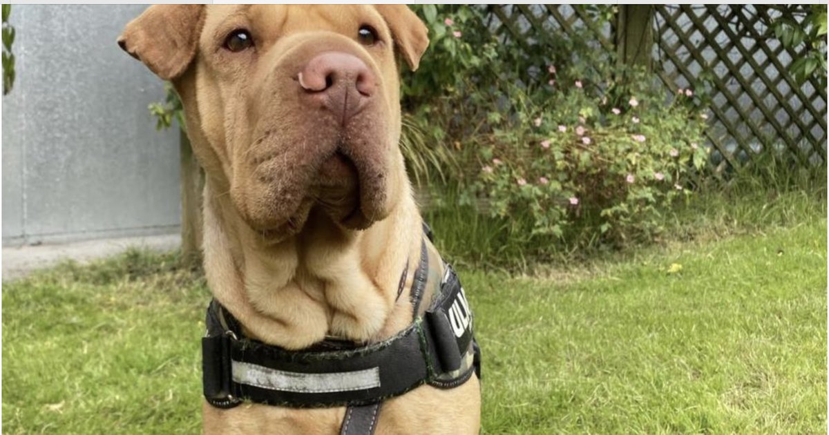 Paws2Freedom's tweet image. Hi, I'm Jessi. Can you give me my forever home? I'm staying at Ferne Animal Sanctuary. I'm their Dog of the Month so I must be special. I'm told I escaped certain death but I don't know what that means. Can I come home with you? xx 
ferneanimalsanctuary.org/animals/dogs/
facebook.com/10006344726635…