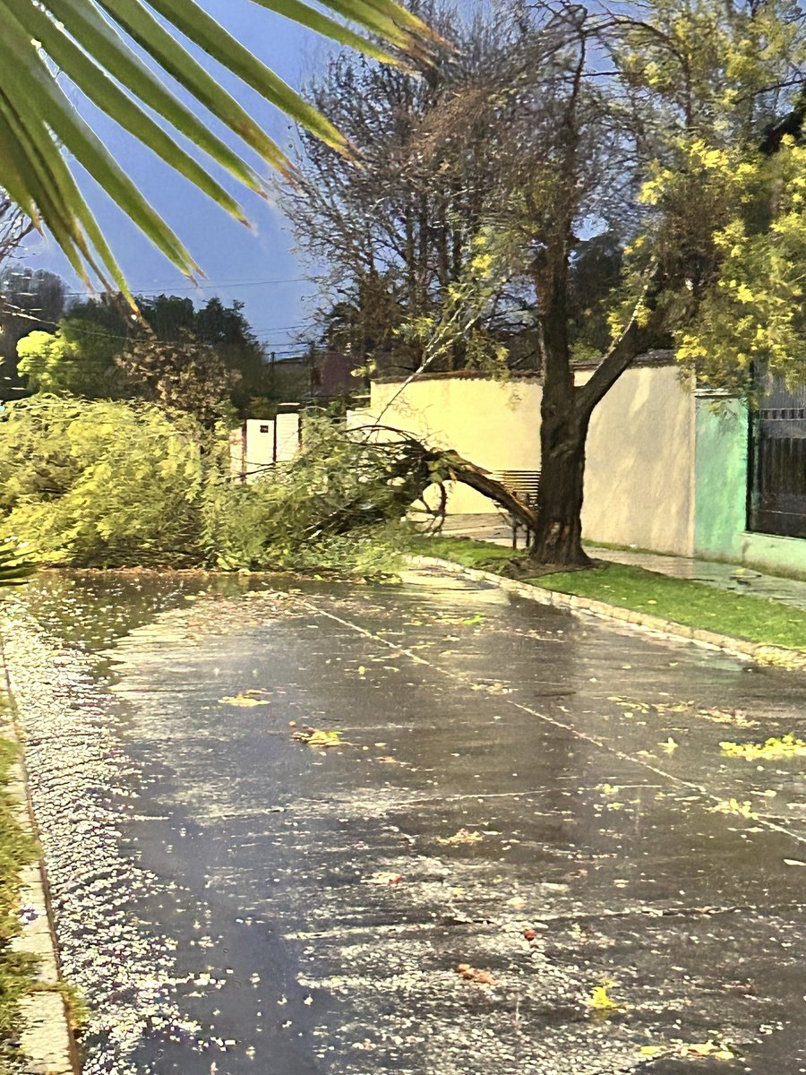 Angelo_Perez_C's tweet photo. Precaución avenida Miraflores altura Victor Lafón rama de gran tamaño obstaculizando el paso de vehículos @munisanfelipe @FRECUENCIA7TV @misanfelipe https://t.co/UgO8TiRCRJ