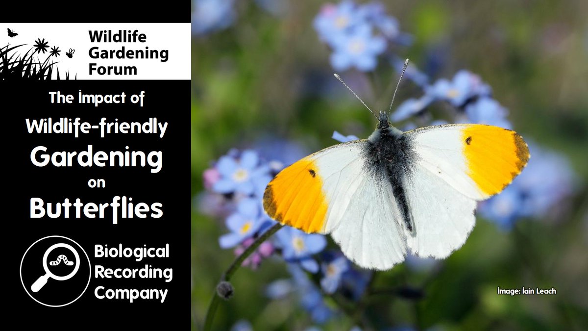 Hear from @RichardFoxBC about research by <a href="/savebutterflies/">Butterfly Conservation 🦋</a> investigating the impacts of leaving grass to grow long and having flowering ivy on garden #butterflies <a href="/WLGForum/">Wildlife Gardening Forum</a> <a href="/The_RHS/">The RHS</a> <a href="/WildlifeTrusts/">The Wildlife Trusts</a> Find out more:

eventbrite.co.uk/e/928434401287