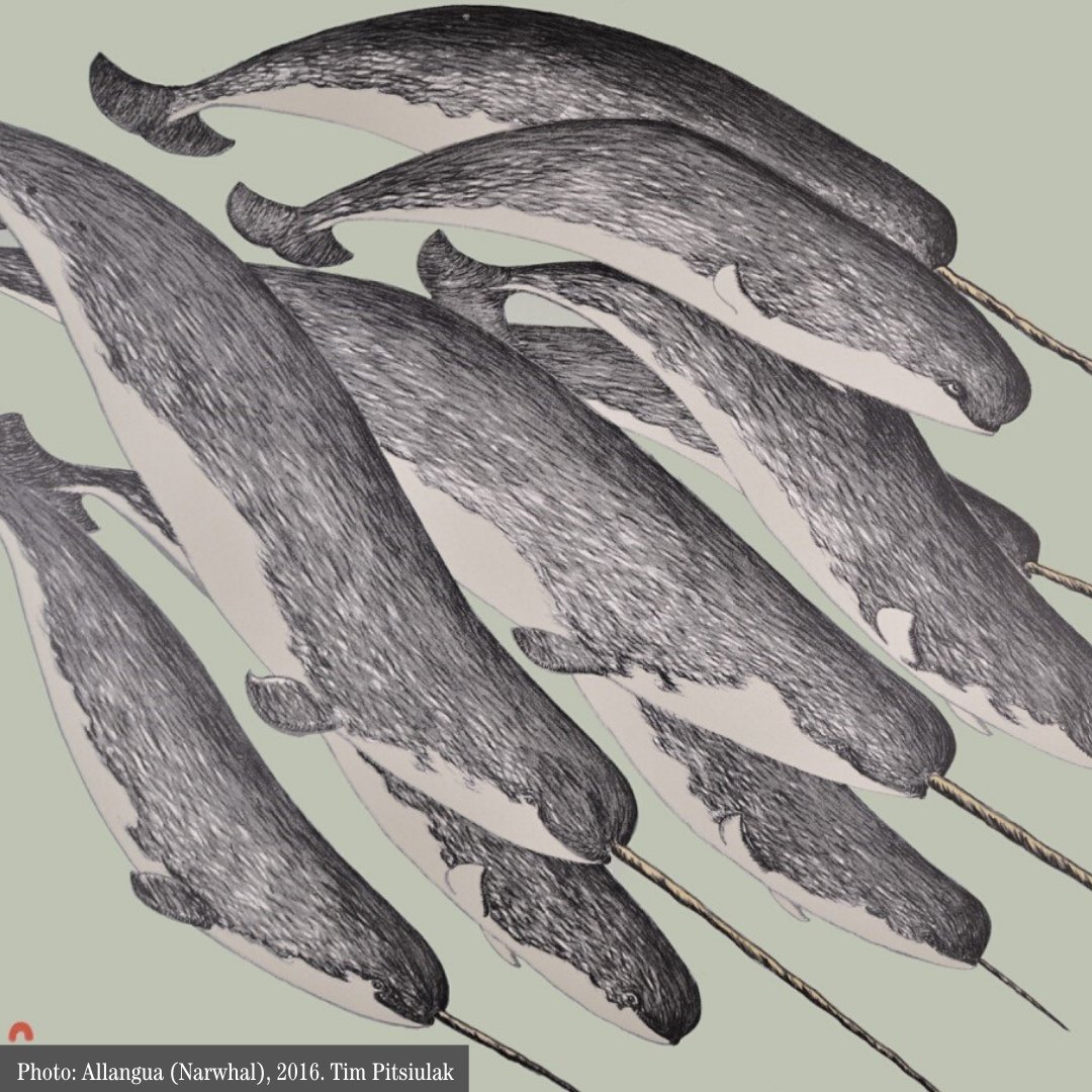 The #Museum is open 9:30am-4:30pm daily, including Monday, August 5th (hello, Natal Day!). 

Swim in with your pals to learn about #narwhals and their lives in the #Arctic. 

#Halifax #NovaScotia #ThingsToDo