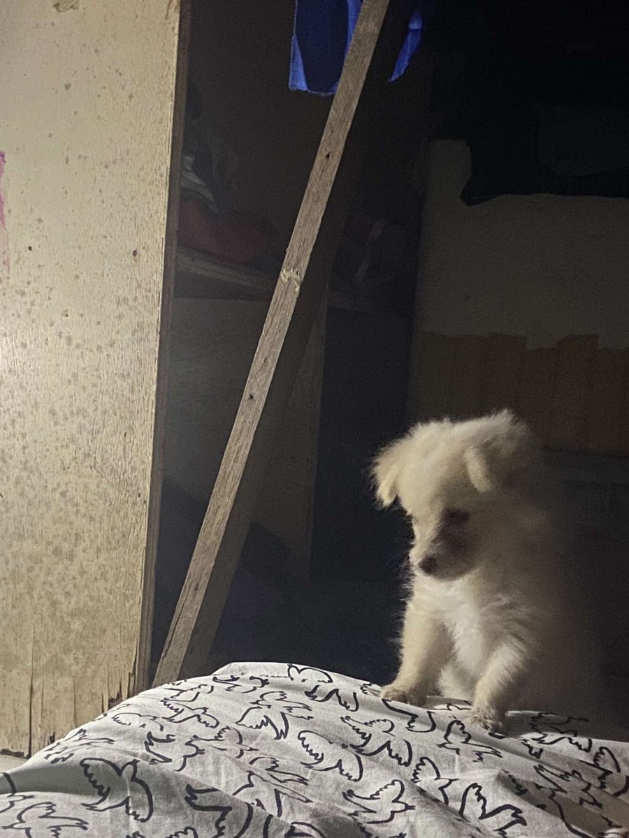 floop090's tweet photo. marley my handsome babie i miss you sm na 🥹 https://t.co/1KRxcS4m59