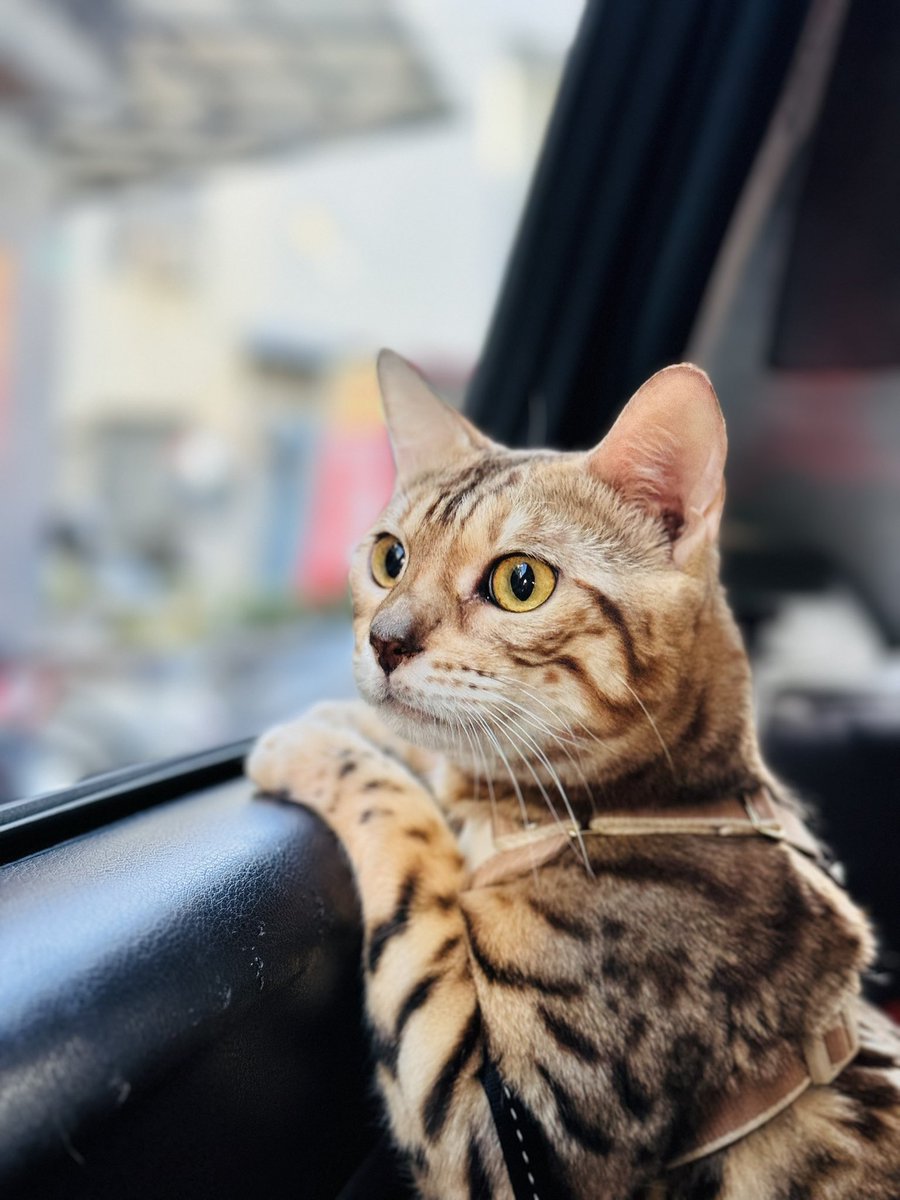 莎莎是家裡最活潑的孩子❤️‍🔥