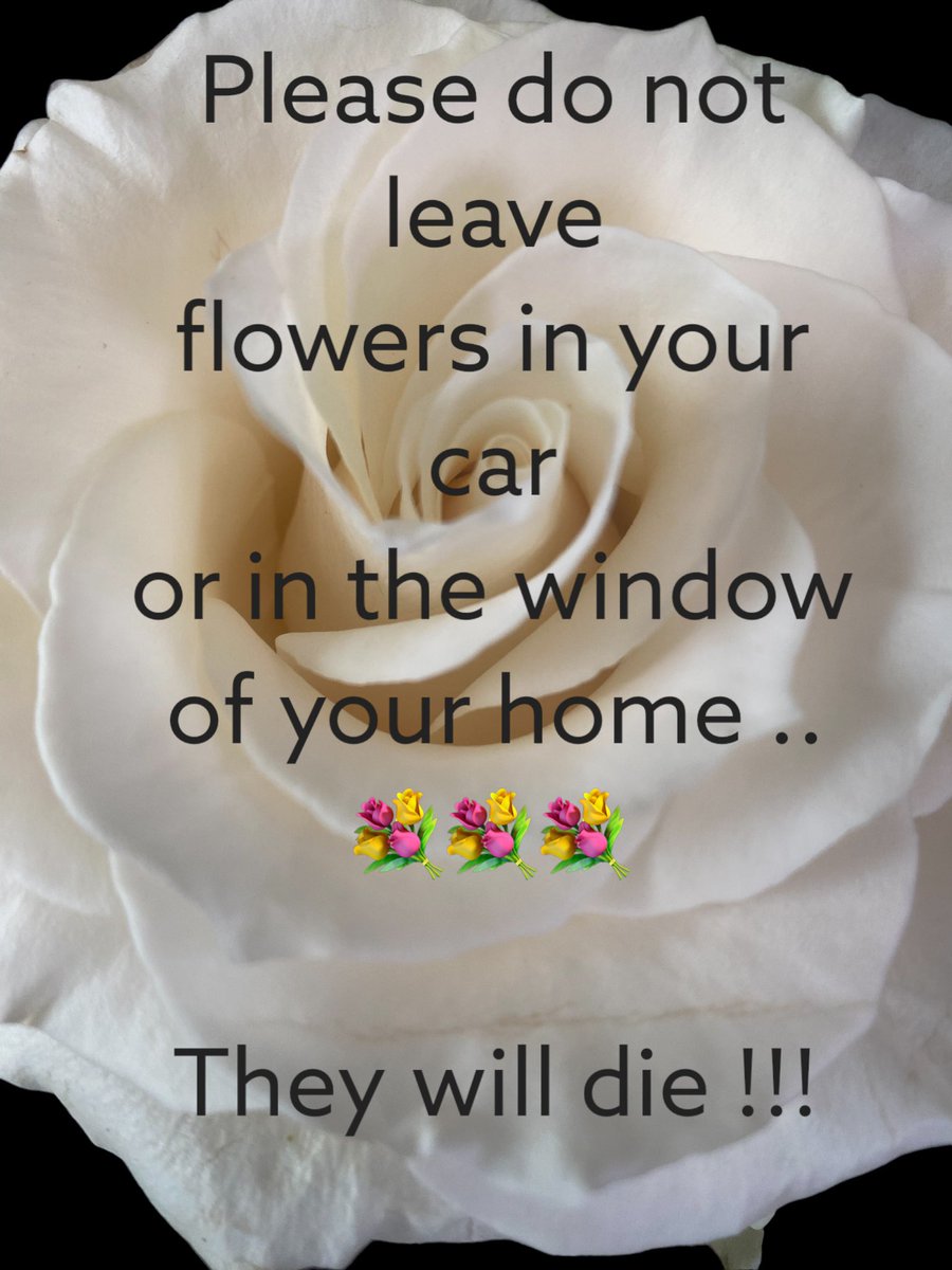 Ken Fraser Florist tweet media