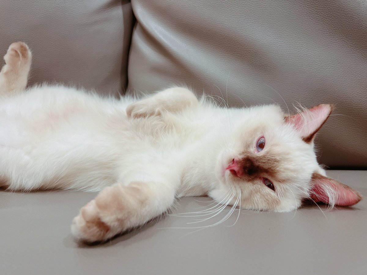 蘇打是家中的小少爺🎩