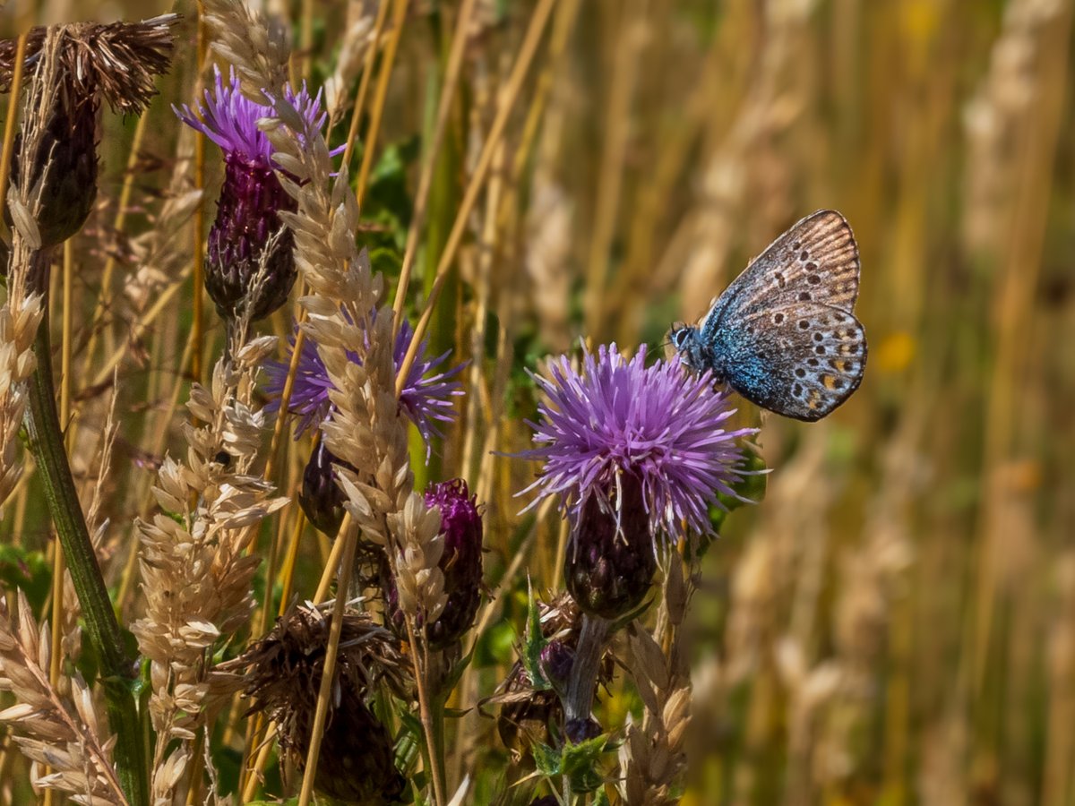 KFPhotographyuk's tweet photo. #commonbluebutterfly #preesheath @savebutterflies @ukbutterflies https://t.co/HjNNxqUDLY
