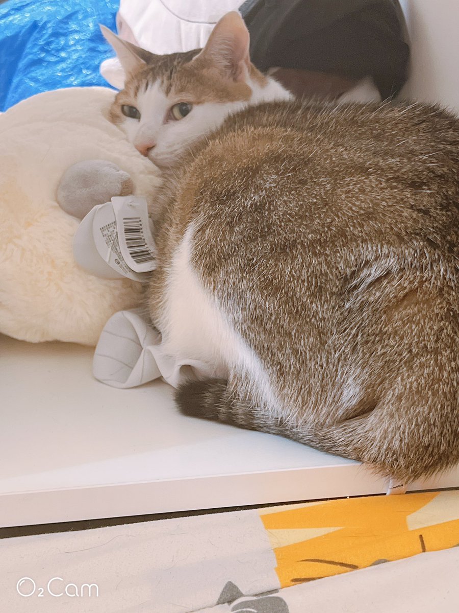 豆花是家裡最恰的大姐頭💢