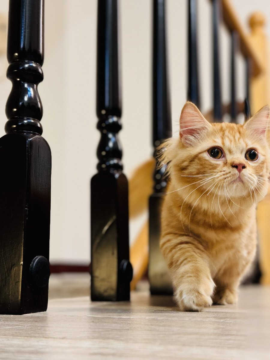 鬆鬆是個悠悠哉哉的孩子🌼