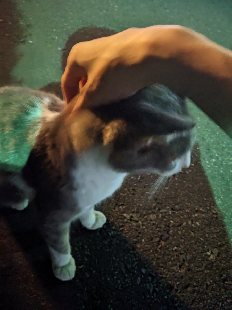 mi_ryu_chan's tweet photo. 会社の敷地内にバチクソ可愛くて懐っこいﾈｺﾁｬﾝがいたので20分くらいもふもふしてたのら！！ https://t.co/B7q2M0Z09K