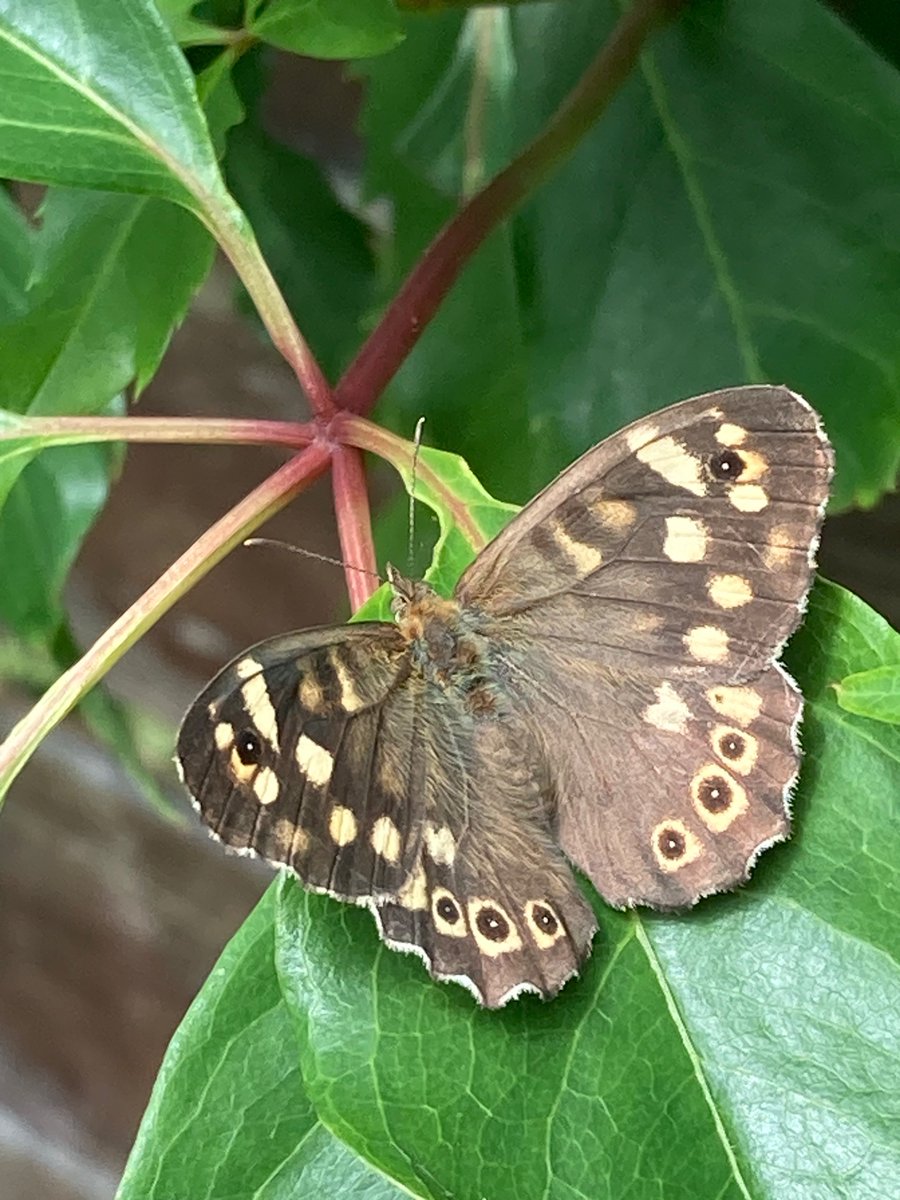 MyGarden_Uk's tweet photo. Morning Visitors.
#Bees #Flutterby #Butterfly #Flowers
@des_farrand @alisonbeach611 https://t.co/YbghucKhfp