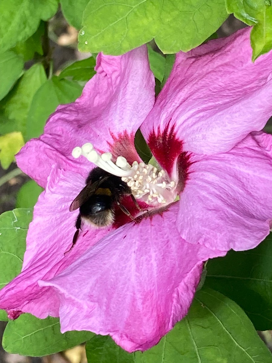 MyGarden_Uk's tweet photo. Morning Visitors.
#Bees #Flutterby #Butterfly #Flowers
@des_farrand @alisonbeach611 https://t.co/YbghucKhfp