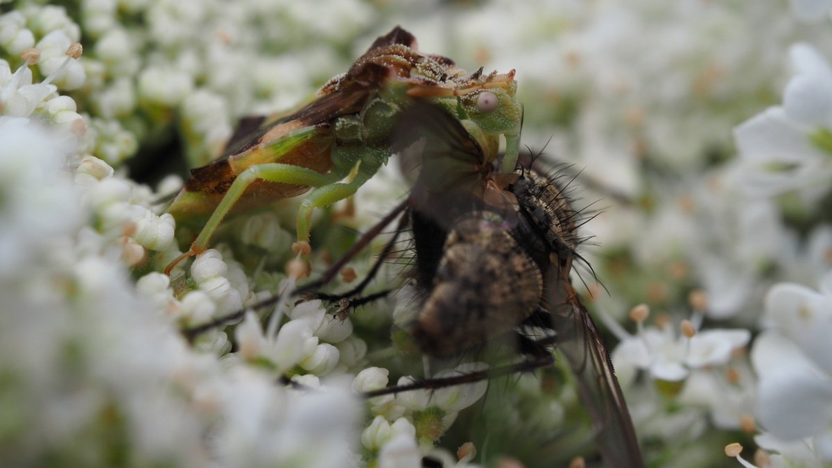 BugzRCool's tweet image. Ambush Bug.