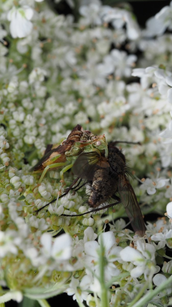 BugzRCool's tweet image. Ambush Bug.