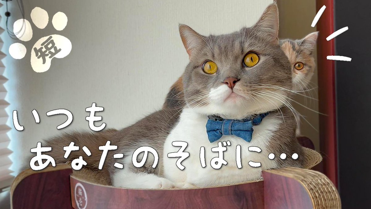 ShirasuShippo's tweet photo. 悪戯子猫あさりちゃんに社長もタジタジ #ミヌエット #マンチカン #株式会社短足猫
https://t.co/VTDbM6NaiY https://t.co/Ii4iuvBaN2