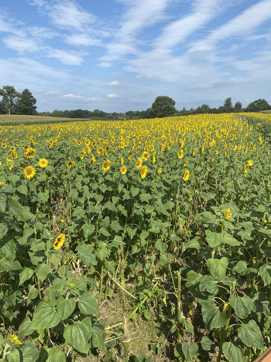Charlotte Moore (@cmooresolicitor) on Twitter photo Sunflowers as far as the eye can see! Thought of you, <a href="/PeepsHie/">@peeps-HIE</a> ! 🌻🌻 #HeardofHIE #HIEAwareness Sunflowers as far as the eye can see! Thought of you, <a href="/PeepsHie/">@peeps-HIE</a> ! 🌻🌻 #HeardofHIE #HIEAwareness