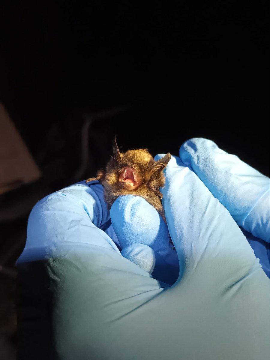 Successful bat survey last night! As well as common &amp; soprano pops we caught 3 whiskered bats not recorded at the reserve before! We've sent off droppings for DNA analysis of one we weren't certain of... #bats #UKbats
