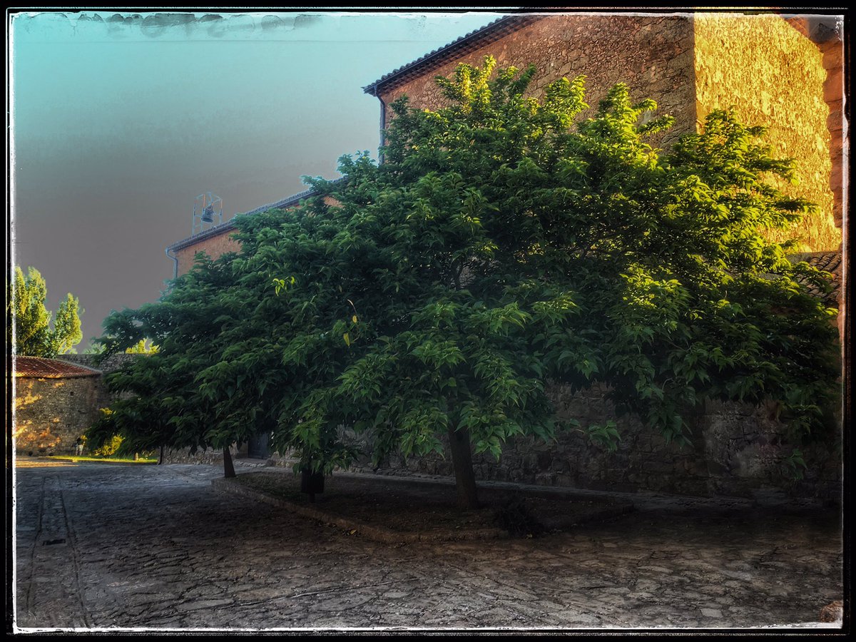 rafahenche's tweet photo. @verdejomar 🌳🌳🌳🌳🌳🌳🌳🌳🌳🌳🌳🌳🌳🌳🌳🌳🌳🌳🌳🌳🌳🌳🌳🌳🌳🌳🌳🌳🌳 #onehealth #treeinfluencers
#Medinaceli #Soria
#LaEspañaVaciada y sus #Arboles https://t.co/Fx4VoPbGh5