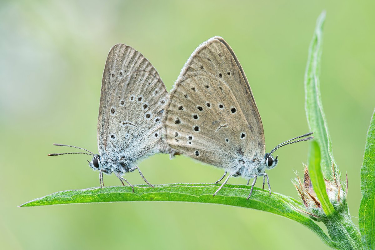 Daniel Sánchez-García (@danielsangarci) on Twitter photo We got published our last paper about the adaptations of the myrmecophilous butterfly Phengaris teleius 30 years after its reintroduction in the Netherlands.
<a href="/AntsWarsaw/">Social And Myrmecophilous Insects</a>
<a href="/MiIZ_PAS/">Museum and Institute of Zoology PAS</a>
Find the paper here: sciencedirect.com/science/articl… We got published our last paper about the adaptations of the myrmecophilous butterfly Phengaris teleius 30 years after its reintroduction in the Netherlands.
<a href="/AntsWarsaw/">Social And Myrmecophilous Insects</a>
<a href="/MiIZ_PAS/">Museum and Institute of Zoology PAS</a>
Find the paper here: sciencedirect.com/science/articl…