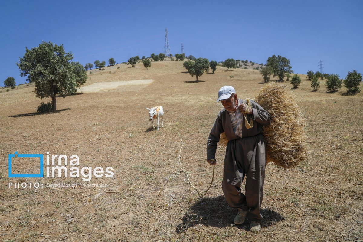 IrnaImages's tweet photo. برداشت سنتی گندم
.
Traditional wheat harvest in western Iran
Photo: Mosleh Pirkhezraeian
.
https://t.co/1Y5BdCyxHT https://t.co/ZmvOtBHwG7