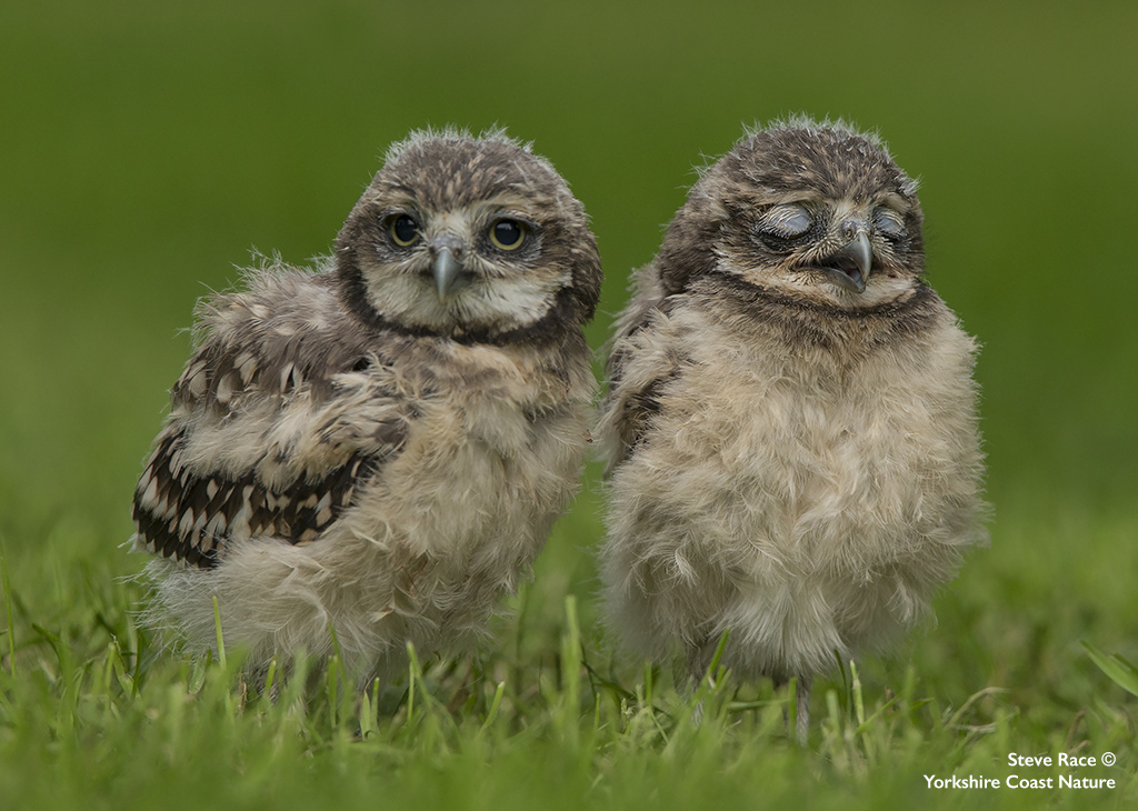 YorkshireCoastNature tweet media
