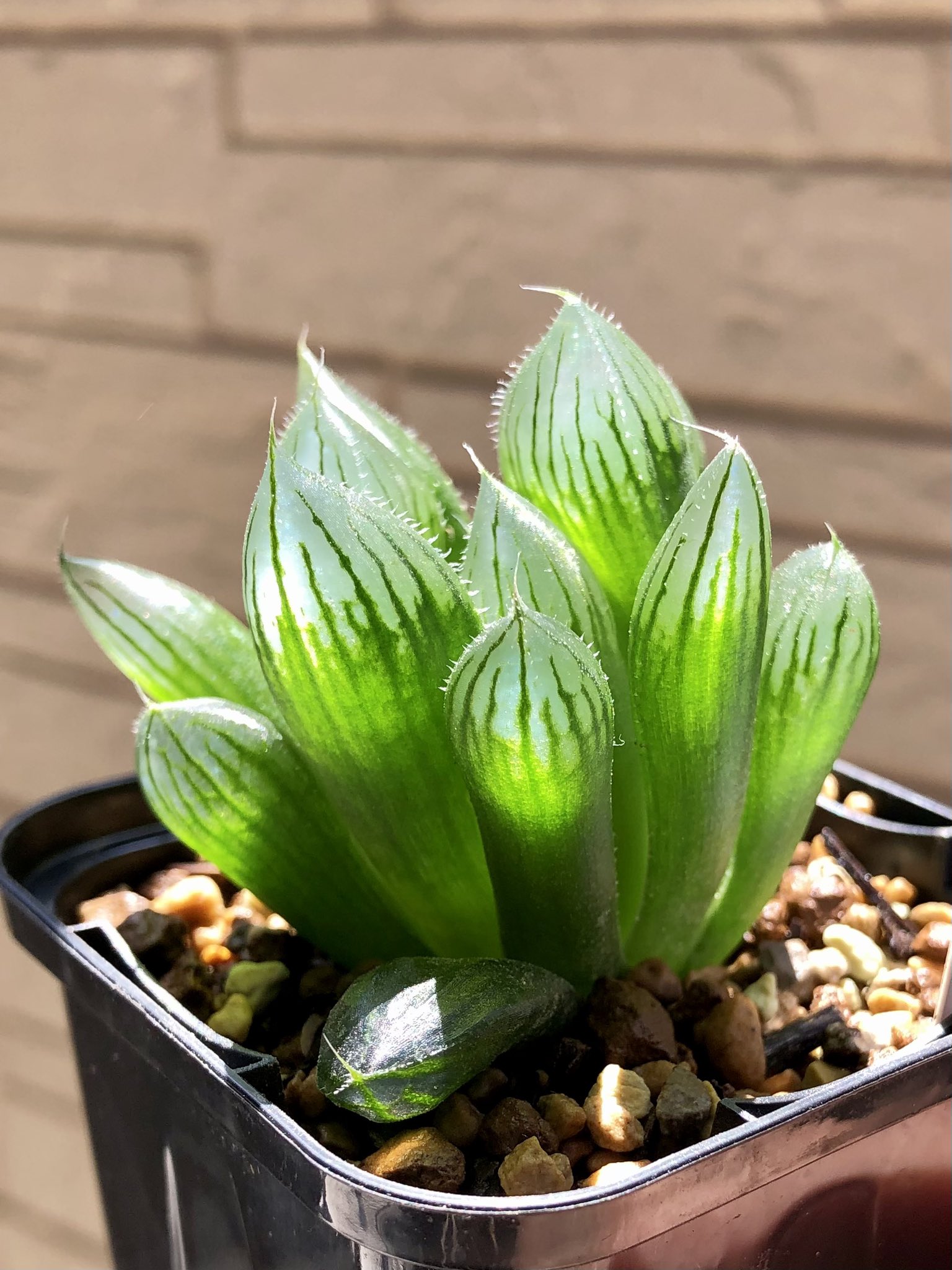 ハオルチアオブツーサ出品苗大きさ比較