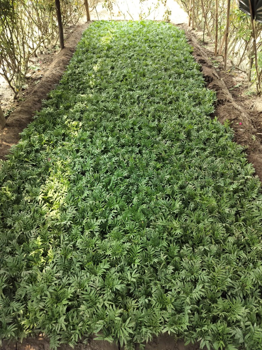 singh_amit20's tweet photo. Women and marginalized farmers are getting opportunities to impact their livelihoods in a better way through small support. 
#10KEntreprenurefund 
@manjari_org @WeAreRangDe https://t.co/jgq5DB0GY3