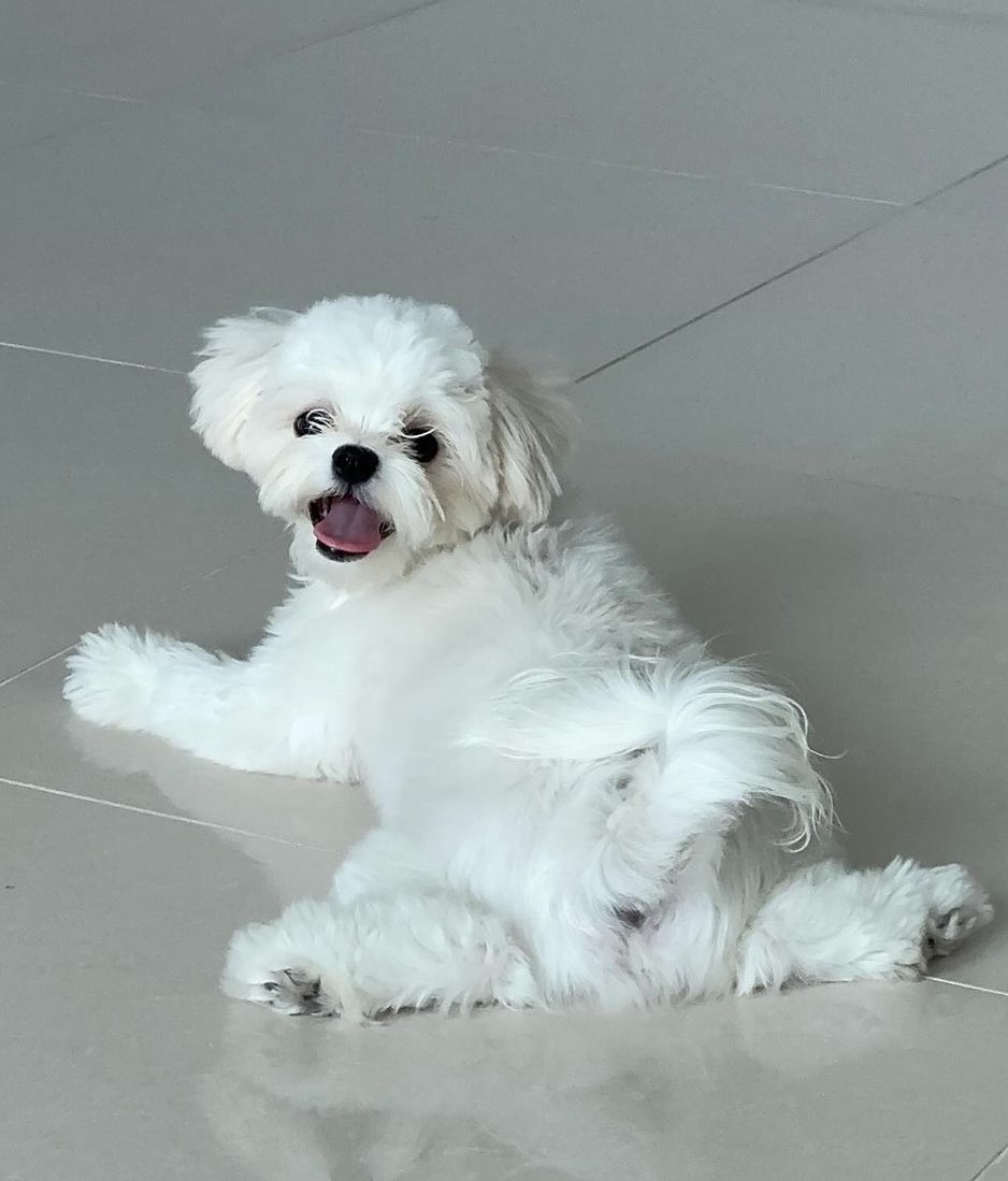 맹구¹⁰ tweet media