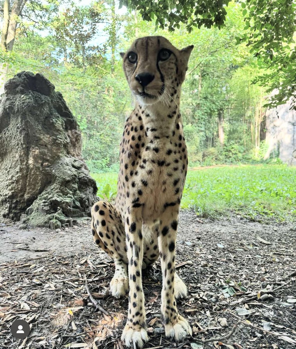 Cheetah Tommy T! 😻 Being a retired runner, Tom enjoys his days soaking up the sun and enjoying attention from his keepers!