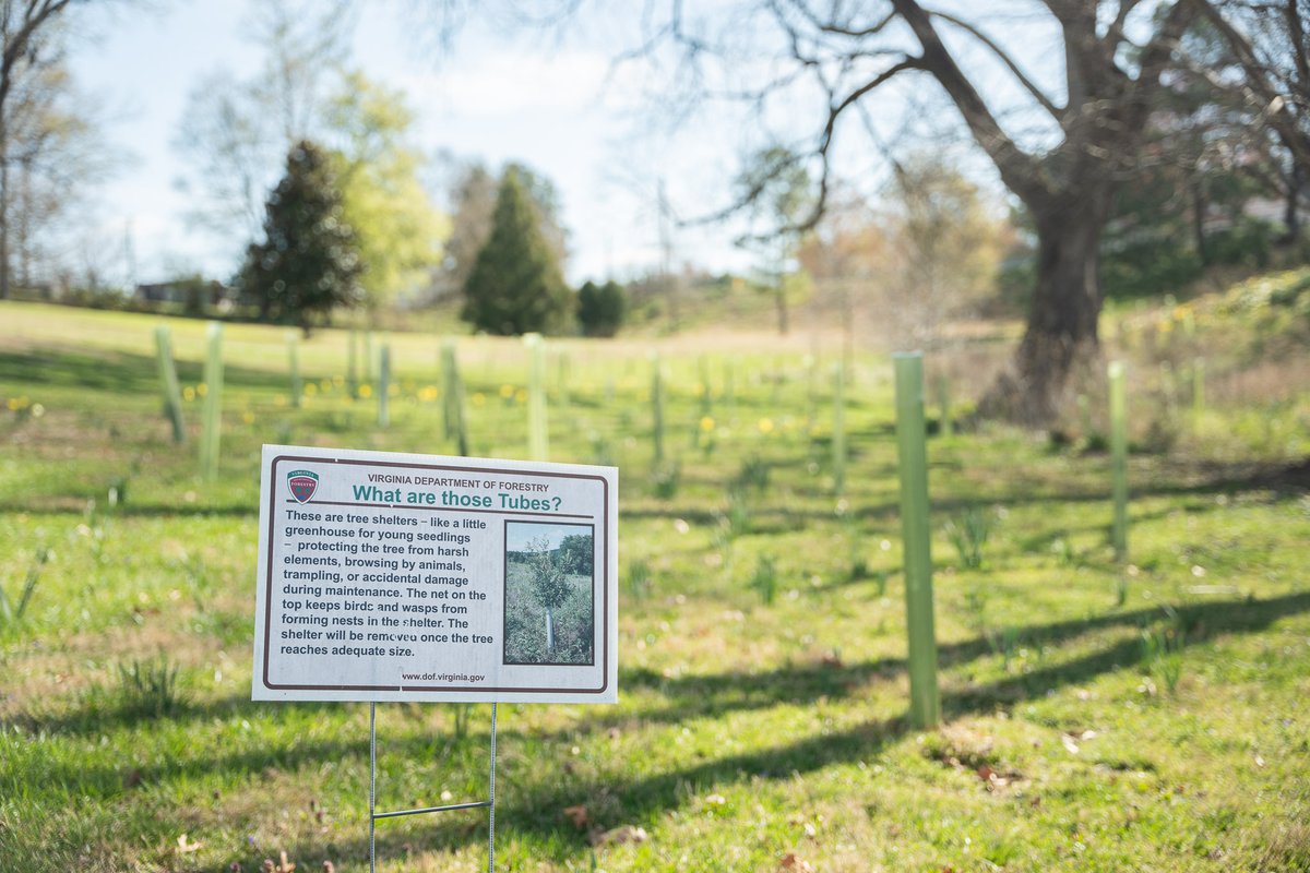 Riparian buffers are a win-win, providing aesthetic benefits for you and improving water quality for many downstream. We'll install a buffer on your property—and maintain it for a year—for FREE. Virginians with/along most water features qualify—apply now: ow.ly/4Fck50SPhTp