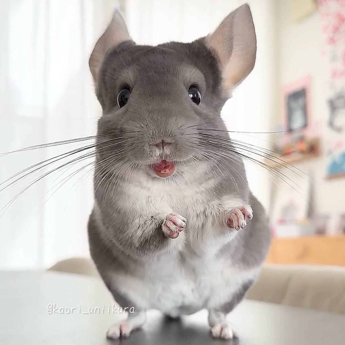 弾ける笑顔🐭 #チンチラ