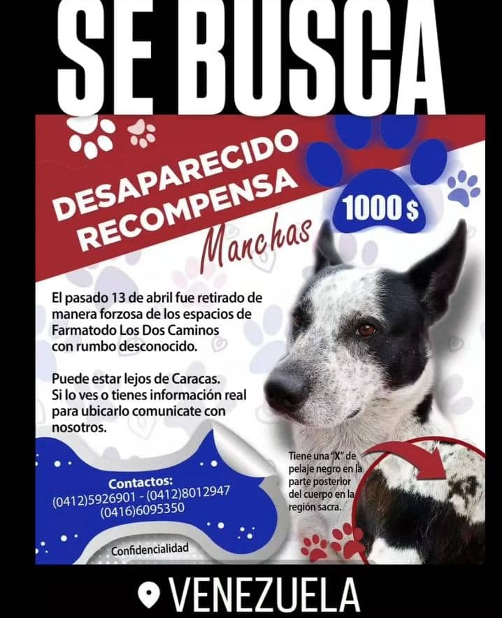 Marite Sotelo (@maritesotelo) on Twitter photo <a href="/margararamos/">𝕄𝕒𝕣amos24</a> <a href="/DUINCONSUELOC/">2C@#DUINCONSUELOC</a> <a href="/eriniand/">Selene</a> <a href="/Ma_Elisa_G/">#VzlaEntrampadaEntreDuplaMudPsuv🇻🇪🇻🇪</a> <a href="/manosdlsangeles/">manosdelosangeles</a> <a href="/Mary_Jar/">🟣Mary X 🐕🐈</a> <a href="/Mary_Vzlna/">Mary</a> <a href="/MorenoRosales21/">MorenoR</a> @naranjara <a href="/PerroUsuario/">PerroUsuario Wof '•'</a> Hola, esta es la publicacion de la proteccionista que ha estado llevando el caso de MANCHAS. PARA mayor informacion ir a @red.mascotasdechacao en instagram. <a href="/margararamos/">𝕄𝕒𝕣amos24</a> <a href="/DUINCONSUELOC/">2C@#DUINCONSUELOC</a> <a href="/eriniand/">Selene</a> <a href="/Ma_Elisa_G/">#VzlaEntrampadaEntreDuplaMudPsuv🇻🇪🇻🇪</a> <a href="/manosdlsangeles/">manosdelosangeles</a> <a href="/Mary_Jar/">🟣Mary X 🐕🐈</a> <a href="/Mary_Vzlna/">Mary</a> <a href="/MorenoRosales21/">MorenoR</a> @naranjara <a href="/PerroUsuario/">PerroUsuario Wof '•'</a> Hola, esta es la publicacion de la proteccionista que ha estado llevando el caso de MANCHAS. PARA mayor informacion ir a @red.mascotasdechacao en instagram.
