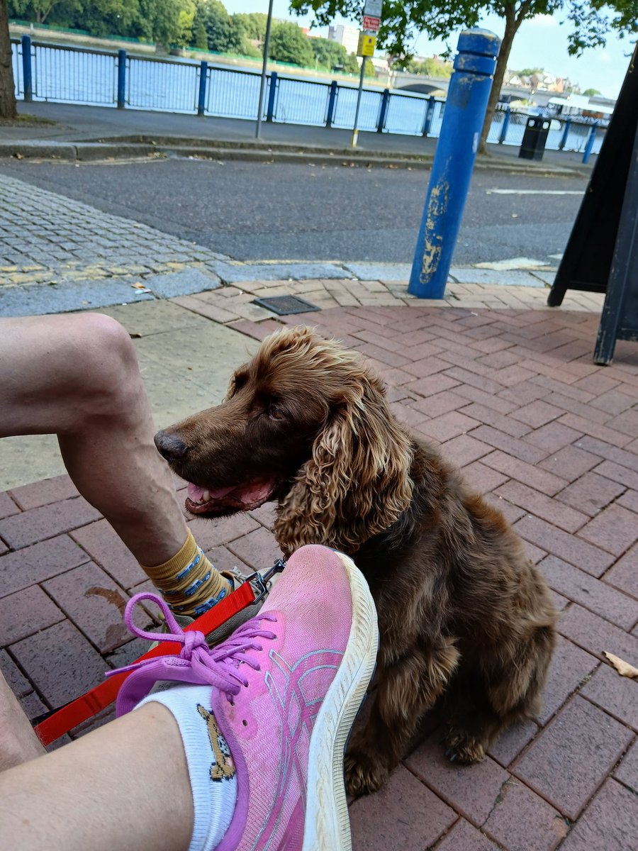 And then there were 3..... Bruce has arrived back, flying Nairobi Heathrow through yesterday. One well-travelled doggo..... chilling in Putney today 🐾🐾❤️