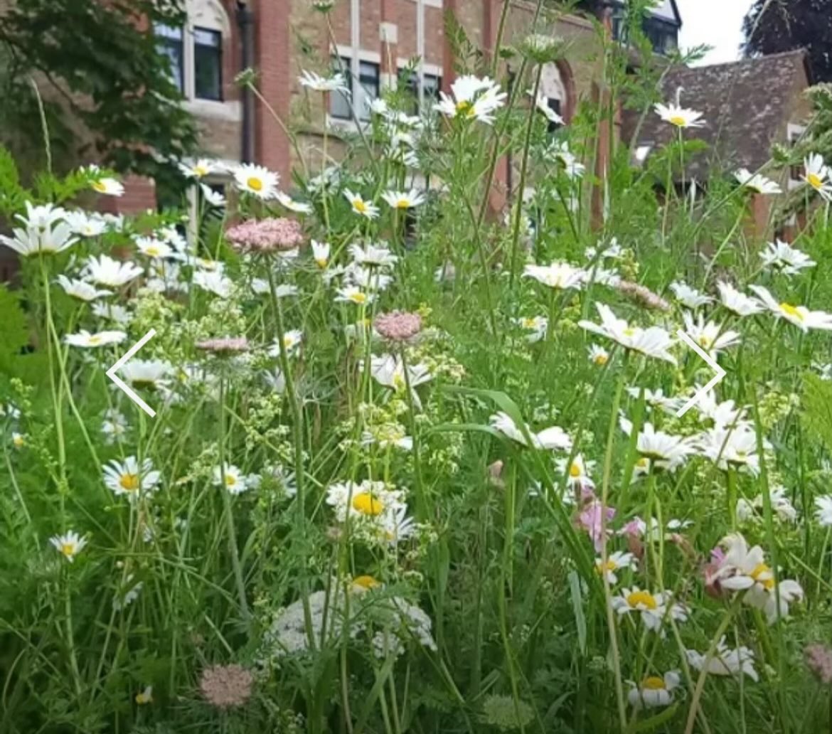 It’s Love Parks Week - so a great opportunity to visit Ealing’s new rewilded Pear Tree Park, or our August Park of the Month, or our other parks many of which are written up in detail on ealingparks.foundation/parks-of-the-m…      #LocalTourist