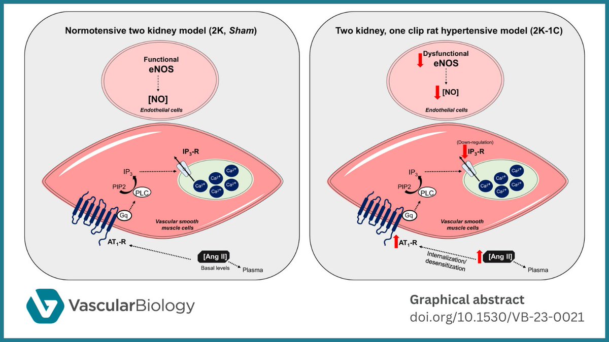 Vascular Biology (@vascularbiol) on Twitter photo New article by Bernah M Fahning, Simone R Potje et al. (<a href="/usponline/">USP - Universidade de São Paulo</a>, <a href="/uemgbr/">Universidade do Estado de Minas Gerais</a>): Ang II-induced contraction is impaired in the aortas of renovascular hypertensive animal model
Explore the article: doi.org/10.1530/VB-23-… New article by Bernah M Fahning, Simone R Potje et al. (<a href="/usponline/">USP - Universidade de São Paulo</a>, <a href="/uemgbr/">Universidade do Estado de Minas Gerais</a>): Ang II-induced contraction is impaired in the aortas of renovascular hypertensive animal model
Explore the article: doi.org/10.1530/VB-23-…