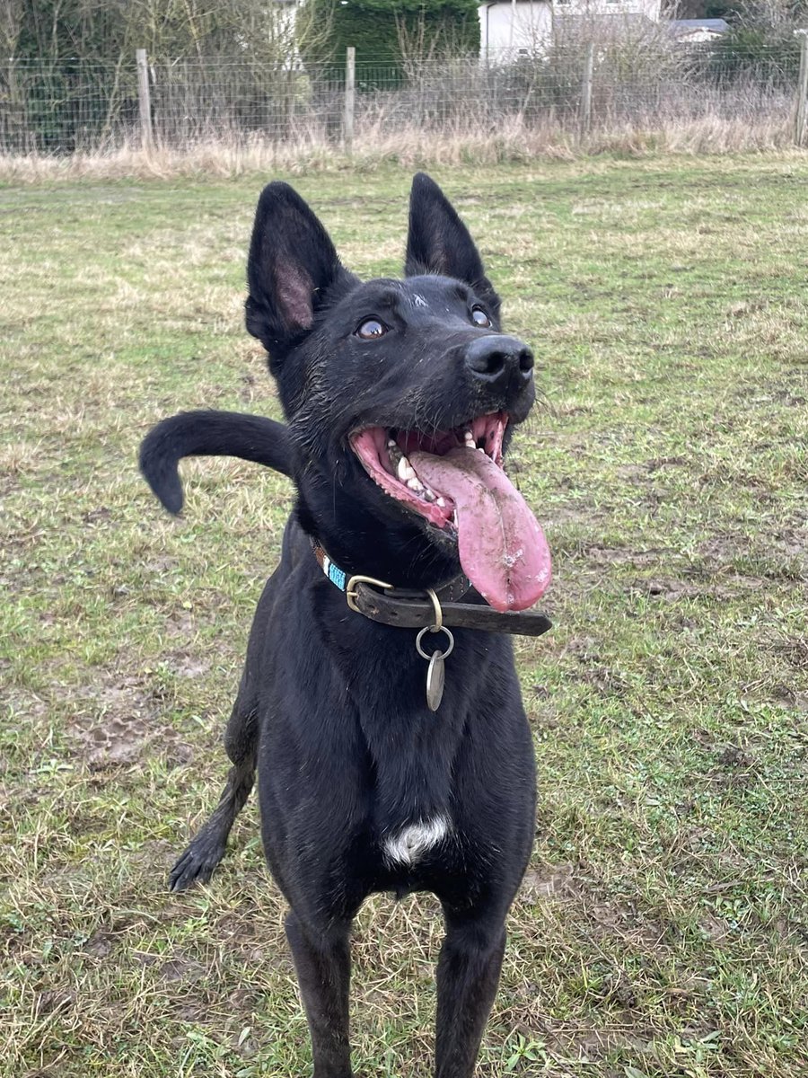 gsrescueelite's tweet photo. Rex will be 3 in Oct and he has been with us most his life, Rex is a very bright and high energy boy who can live with older kids but can be choosy with other #dogs 
#germanshepherd #Essex 
https://t.co/6MocnYuMTp https://t.co/xB8C4gR6Uk