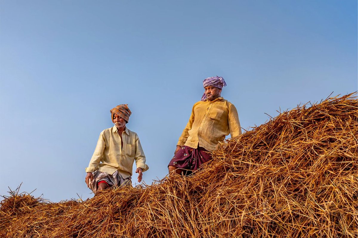RajeshRare's tweet photo. Harvesting Hope - From the fields to the transport, captured the seamless transition of dried grass, highlighting the meticulousness and pride in agricultural work 
#streetphotography #streetphotographer 
#india #createwithsony https://t.co/QKo0kO6DsO
