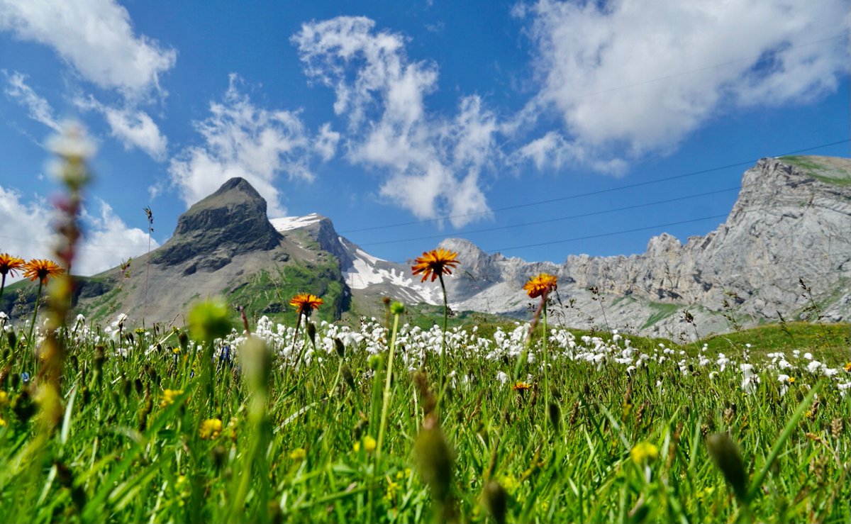 #Fieldwork in Switzerland completed! Did annual #UAV flights and read out 60+ <a href="/TOMSTloggers/">TOMST</a> - some of them very tilted on #creeping #moraine slopes. Good to know: even loggers broken in half can still be read. Now time for holidays :) #biogeomorphology #GoOrGrow