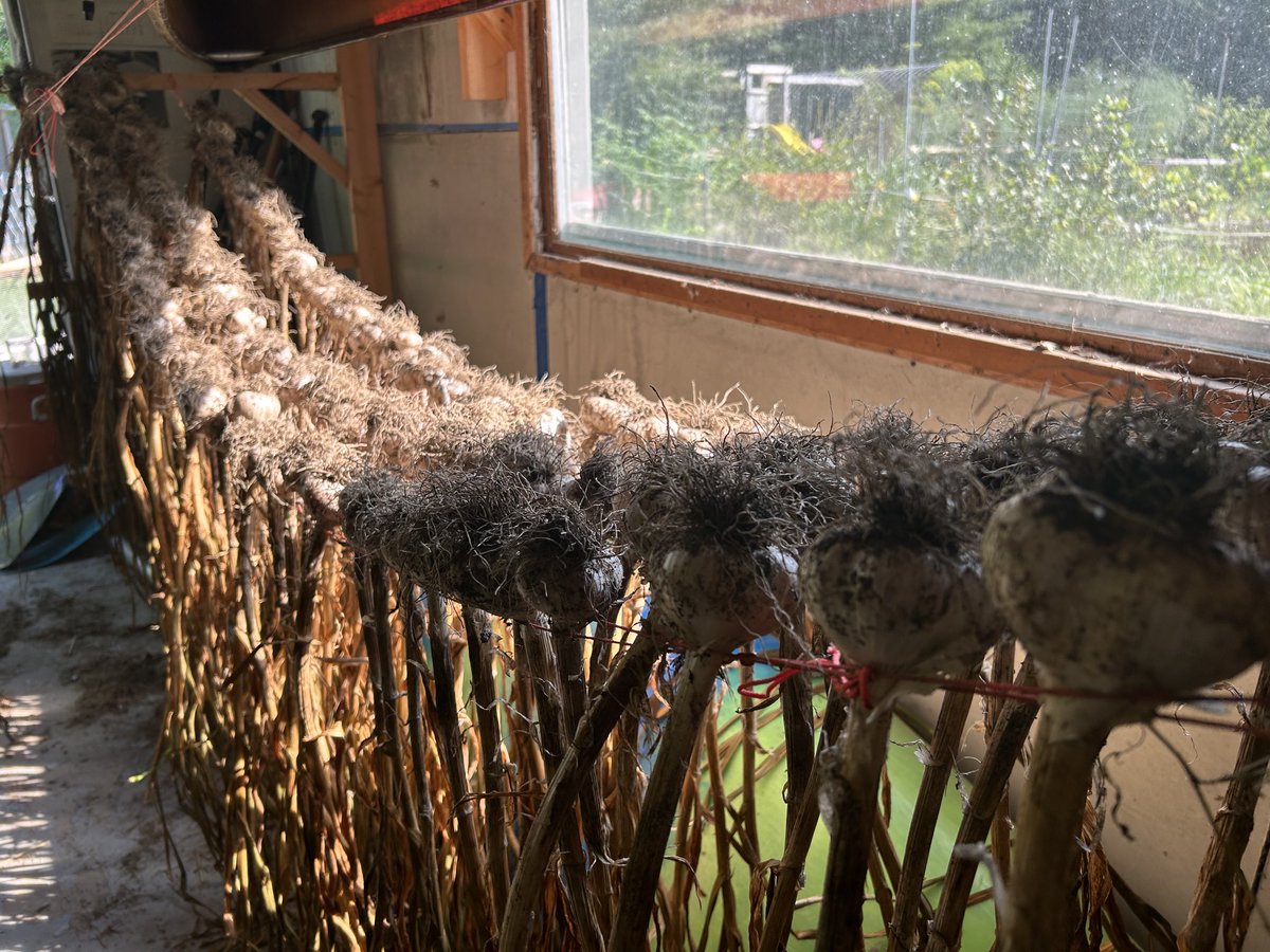 The damn groundhogs may have devoured our salad greens, but at least we’ll keep the vampires away for another year. Garlic drying.