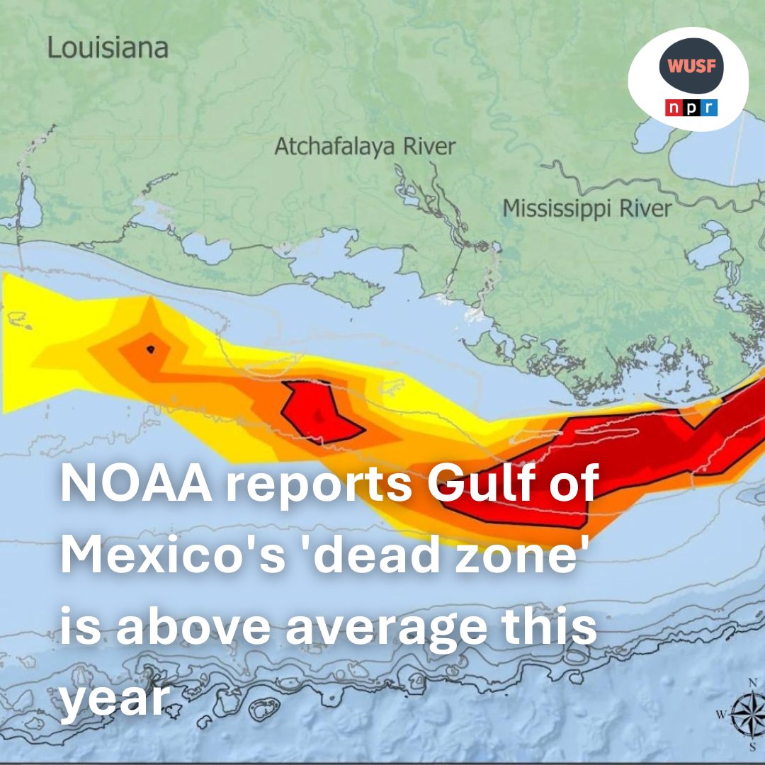 This year's zone is over 6,700 square miles. The average over the past five years is about 4,300.
wusf.org/environment/20…