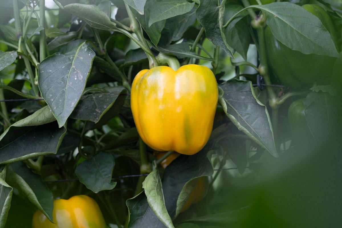 Mercagrisa tweet media