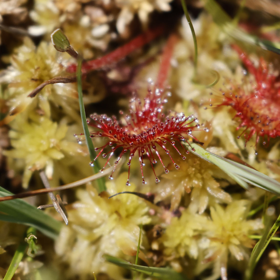 #ForestFactFriday Did you know boggy areas of #DorsetForests are vital habitats for some of England’s rarest plants? The #sundew's leaves have a sticky lure that closes around its prey, digesting and extracting all the minerals it needs from insects.