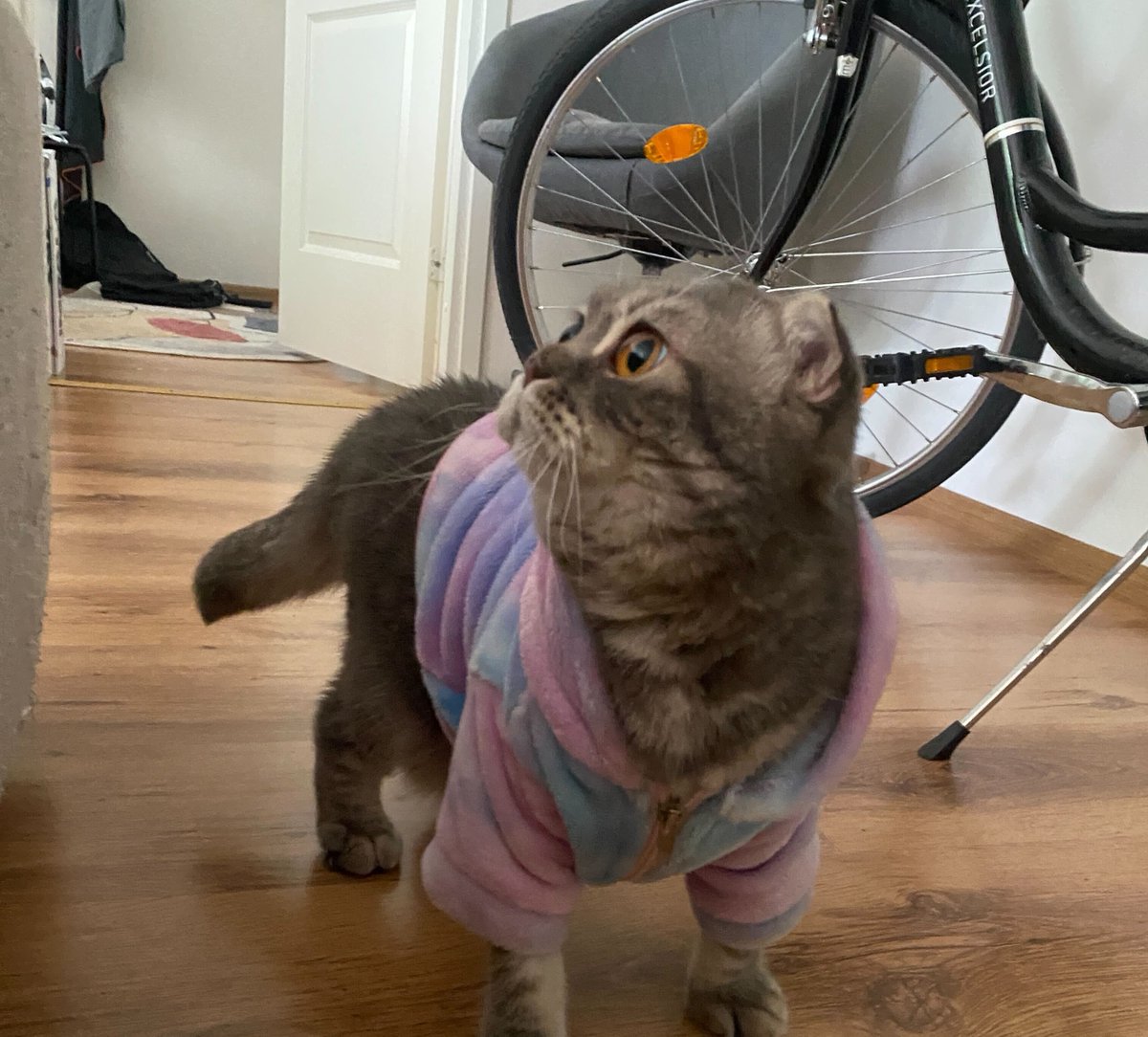 Veriff's tweet photo. It's not all #fraud fighting at Veriff; we also spend a lot of time with our furry friends! 🐈 In fact, we have an entire Slack channel dedicated to cat content.

#Purrtection #FraudFurriends https://t.co/vwOSM1EEwm