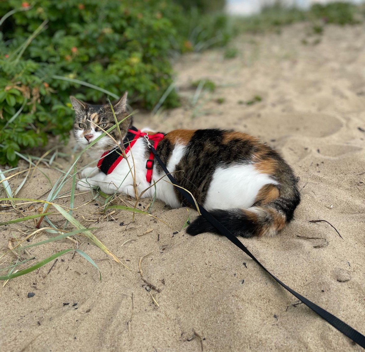 Veriff's tweet photo. It's not all #fraud fighting at Veriff; we also spend a lot of time with our furry friends! 🐈 In fact, we have an entire Slack channel dedicated to cat content.

#Purrtection #FraudFurriends https://t.co/vwOSM1EEwm