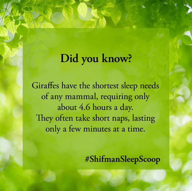 #GiraffeFacts #ShortSleeper #AnimalSleep #GiraffeNaps #SleepNeeds #QuickNaps #MammalSleep #GiraffeTrivia
#SleepPatterns #AnimalBehavior #Shifman #sleepscoop