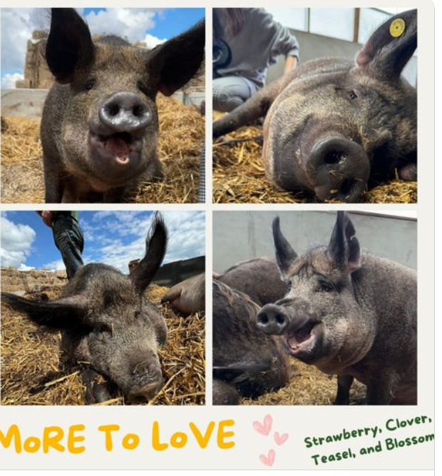 Barristerblog's tweet photo. 4 loveable pig sisters are available to go to a very good home which will look after them (and not slaughter them). They are alive thanks to the wonderful Every Pig Rescue. https://t.co/wclMX27fhC https://t.co/Vk4EOZJX72