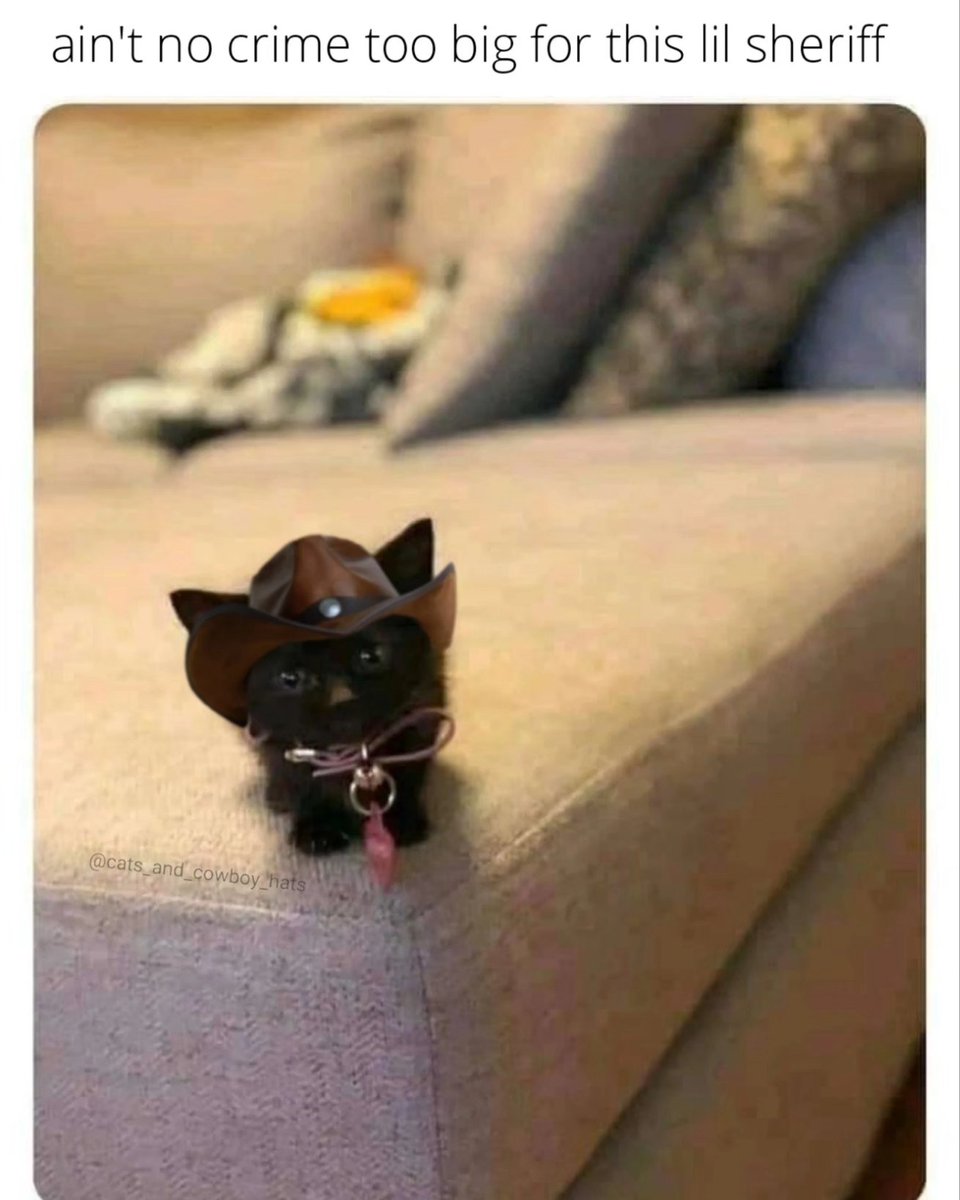 Cats And Cowboy Hats (@cowboycats) on Twitter photo 