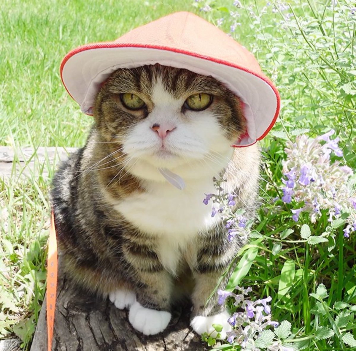 maruisonsol's tweet photo. It’s really hot and in this heat I really need my hat. I usually get a lot of compliments when wearing it $MARU https://t.co/irr2pfdrOU