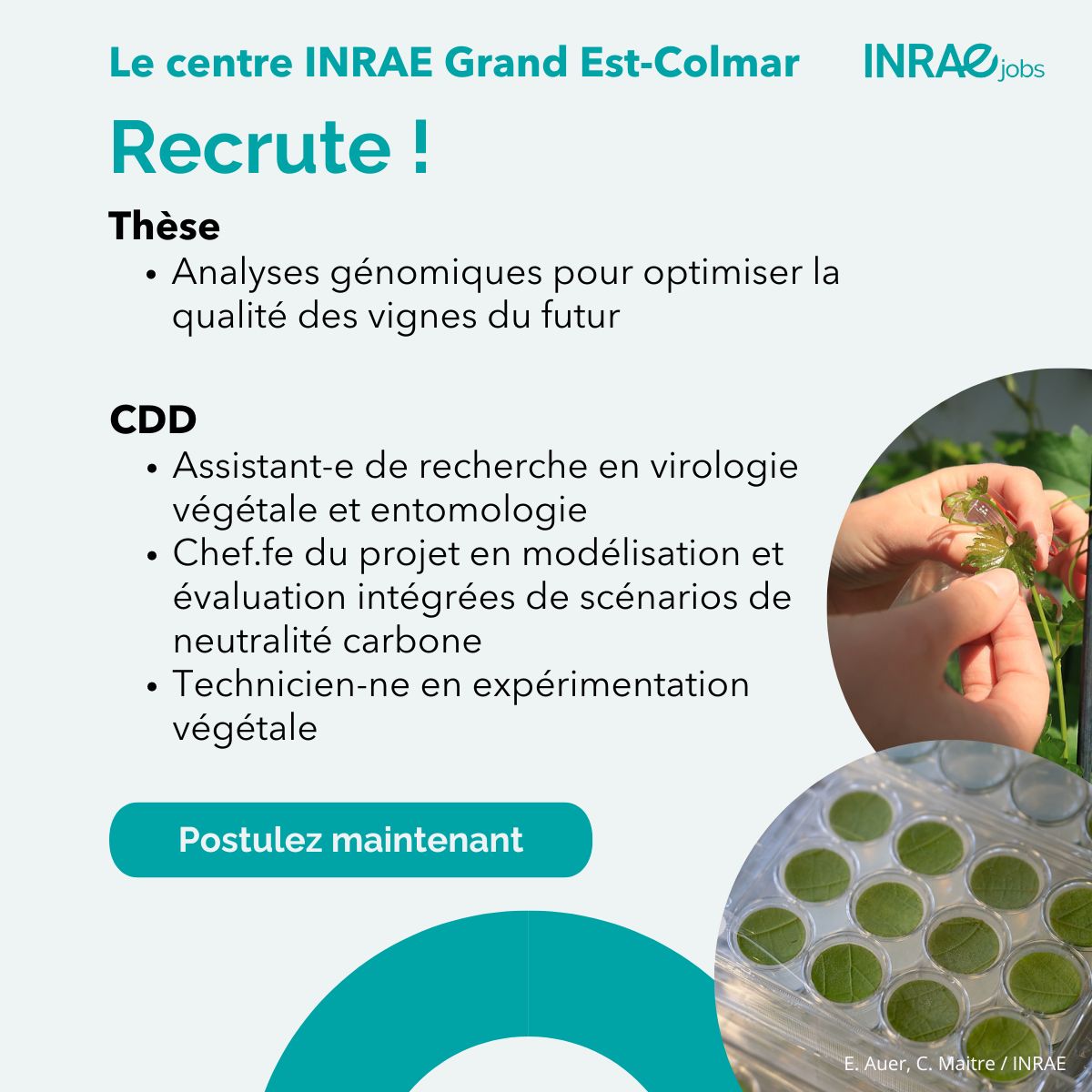 - 📢 Le Centre INRAE Grand Est-Colmar recrute actuellement plusieurs postes ! 
-🔬Analyses génomiques 
-🐞Recherche en virologie végétale et entomologie
-📊Chef.fe de projet en modélisation
-🍇 Technicien-ne en expérimentation végétale
👉 Postulez ici : url.inrae.fr/3YtvrYf